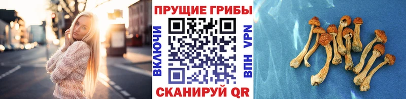 Псилоцибиновые грибы Cubensis  Дигора 